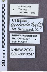 Etiketten zu Pseudalaus dohrni (NHMW-ZOO-COL-0010247)